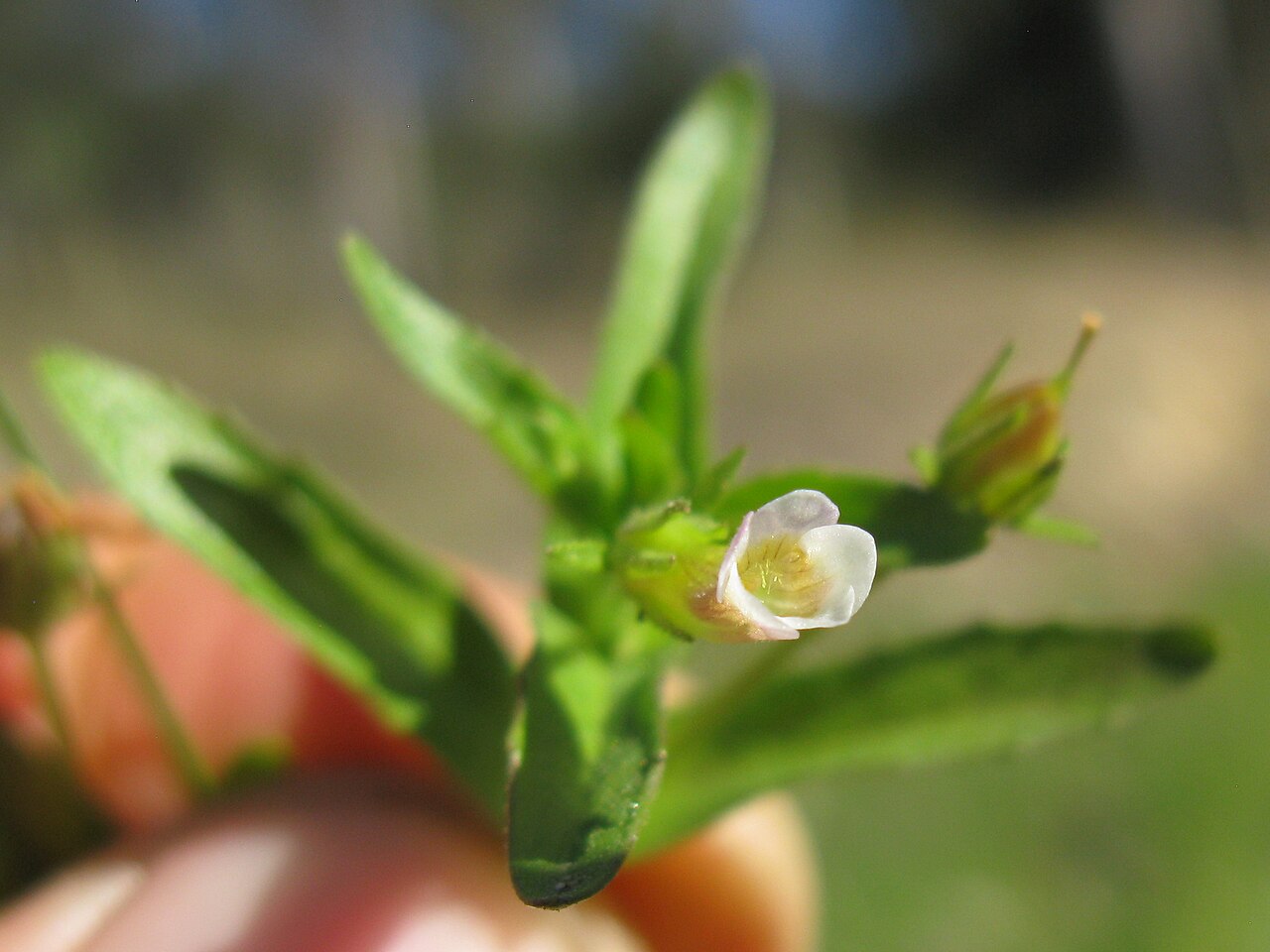 Gratiola pedunculata: Native, warm season, perennial, erect to decumbent herb 13–50 cm tall, with glands on leaves, bracteoles and sepals, topped on all parts except the corolla by a