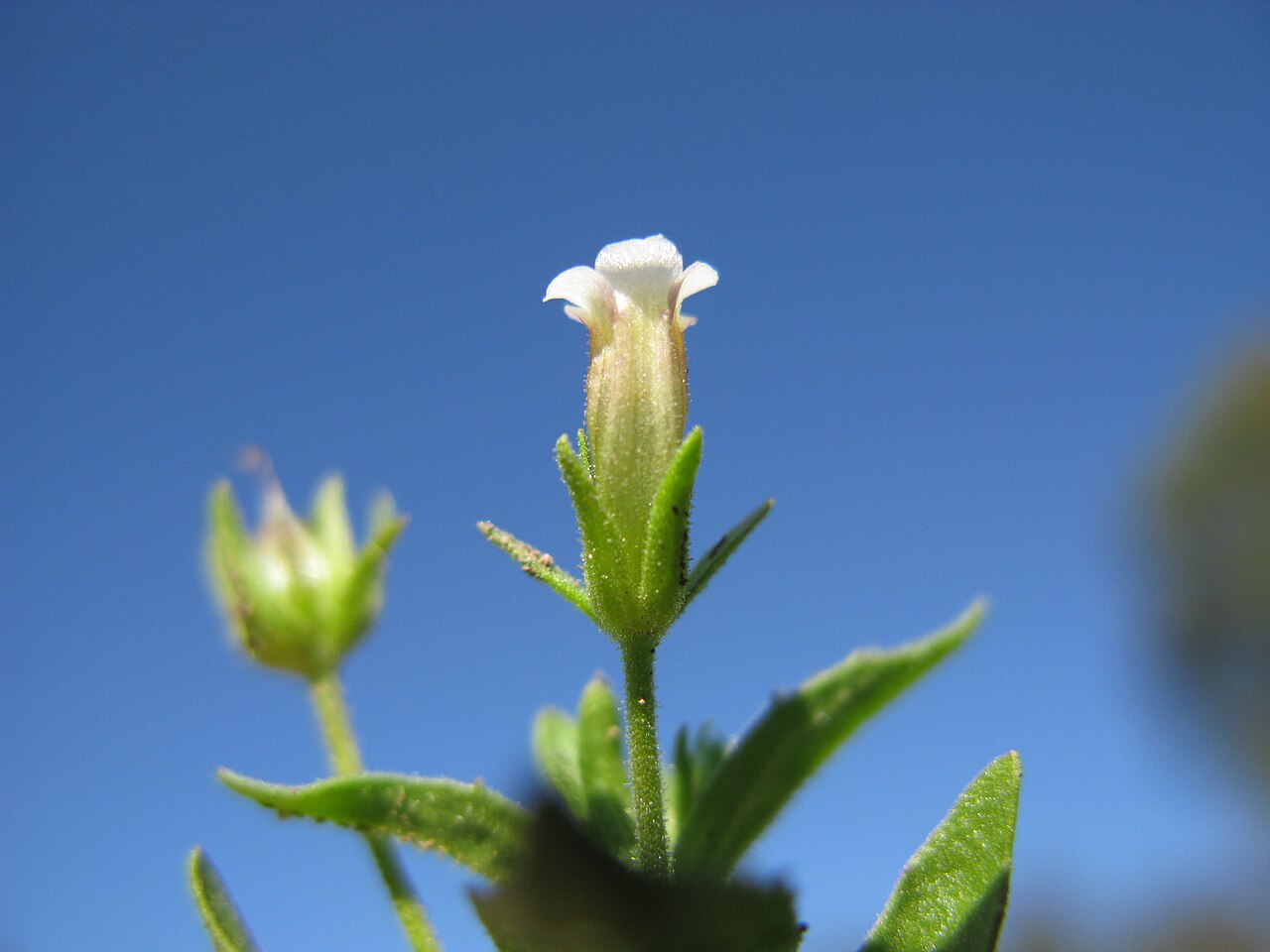Gratiola pedunculata: Native, warm season, perennial, erect to decumbent herb 13–50 cm tall, with glands on leaves, bracteoles and sepals, topped on all parts except the corolla by a