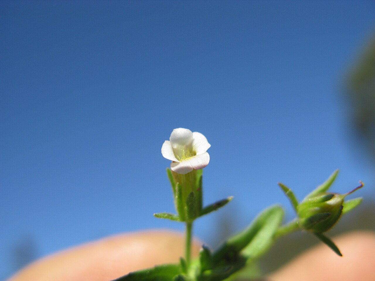 Gratiola pedunculata: Native, warm season, perennial, erect to decumbent herb 13–50 cm tall, with glands on leaves, bracteoles and sepals, topped on all parts except the corolla by a
