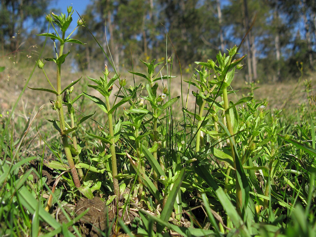 Gratiola pedunculata: Native, warm season, perennial, erect to decumbent herb 13–50 cm tall, with glands on leaves, bracteoles and sepals, topped on all parts except the corolla by a
