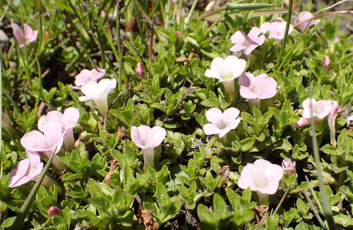 Gratiola pubescens (Gratiola pubescens)
