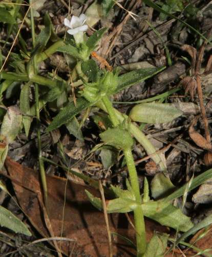 Gratiola pubescens (Gratiola pubescens)
