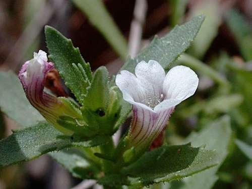 Gratiola pubescens (Gratiola pubescens)