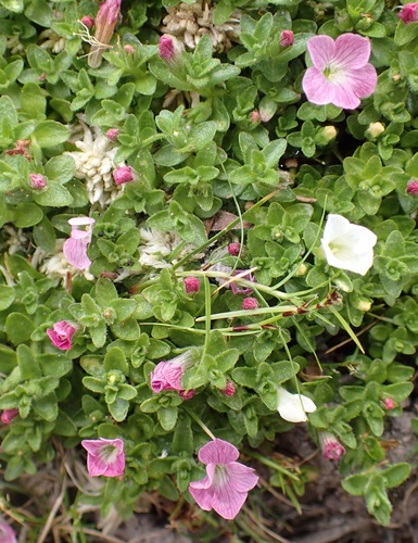 Gratiola pubescens (Gratiola pubescens)