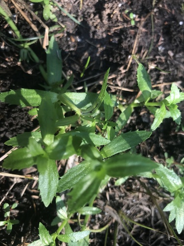 Gratiola pubescens (Gratiola pubescens)