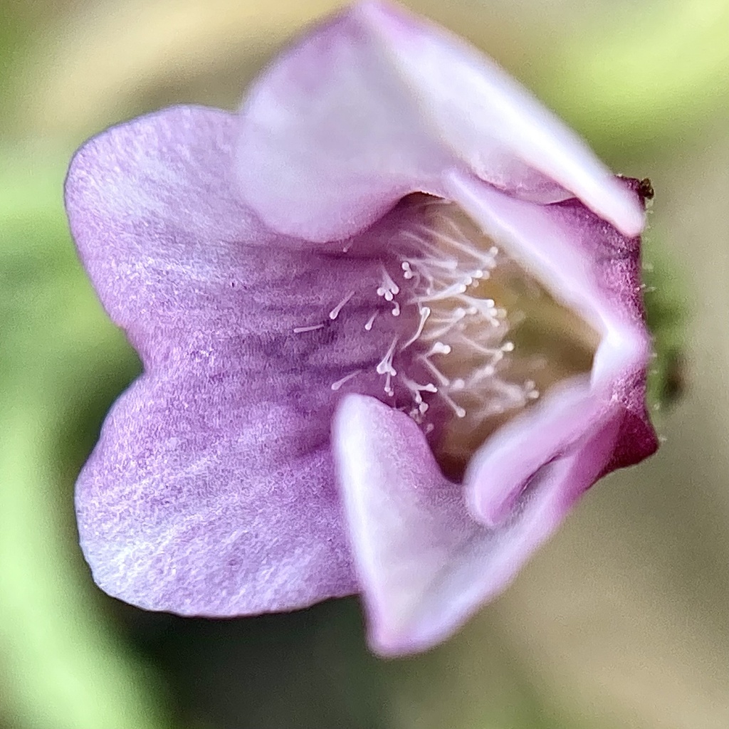 Gratiola pubescens (Gratiola pubescens)