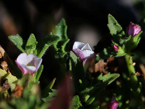 Gratiola pubescens (Gratiola pubescens)