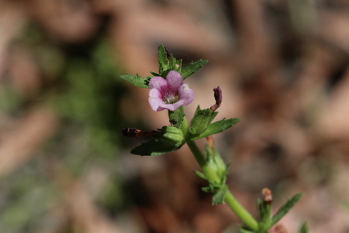 Gratiola pubescens (Gratiola pubescens)