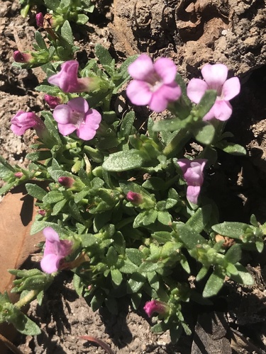 Gratiola pubescens (Gratiola pubescens)