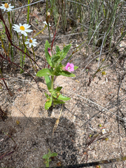 Gratiola pubescens (Gratiola pubescens)