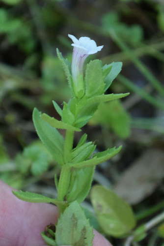 Gratiola pubescens (Gratiola pubescens)