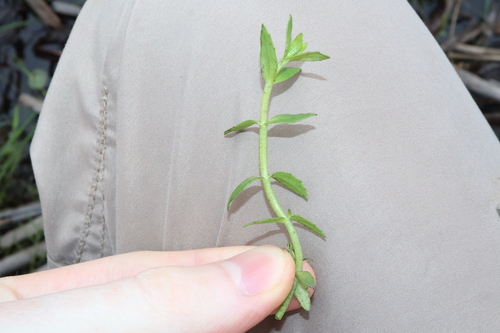 Gratiola pubescens (Gratiola pubescens)