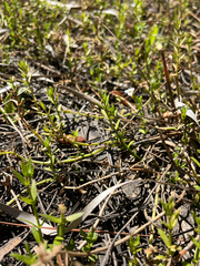 Branched hedgehyssop (Gratiola ramosa)