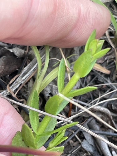 Branched hedgehyssop (Gratiola ramosa)