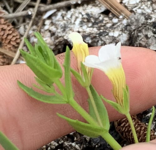 Branched hedgehyssop (Gratiola ramosa)