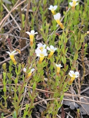 Branched hedgehyssop (Gratiola ramosa)