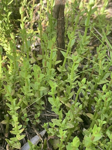 Branched hedgehyssop (Gratiola ramosa)