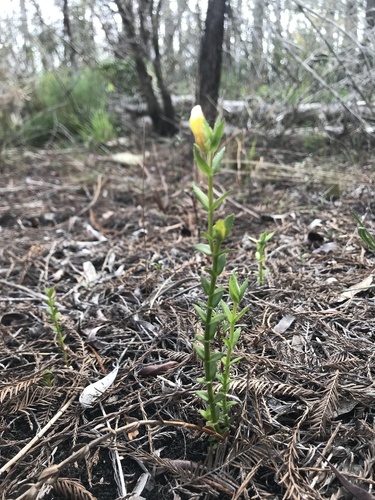 Branched hedgehyssop (Gratiola ramosa)