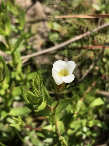 Branched hedgehyssop (Gratiola ramosa)