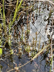 Branched hedgehyssop (Gratiola ramosa)