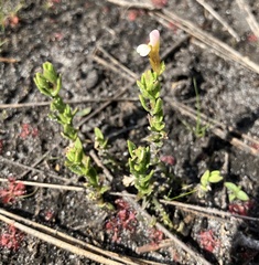 Branched hedgehyssop (Gratiola ramosa)