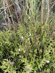 Branched hedgehyssop (Gratiola ramosa)