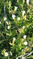Branched hedgehyssop (Gratiola ramosa)