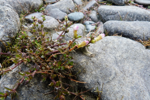 Gratiola sexdentata (Gratiola sexdentata)