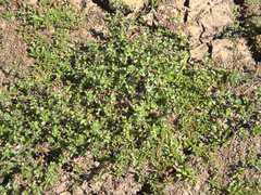 Gratiola sexdentata (Gratiola sexdentata)