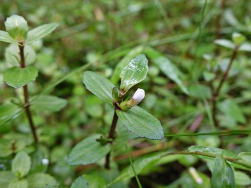 Gratiola sexdentata (Gratiola sexdentata)
