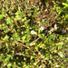 Gratiola sexdentata (Gratiola sexdentata)