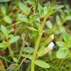 Gratiola sexdentata (Gratiola sexdentata)