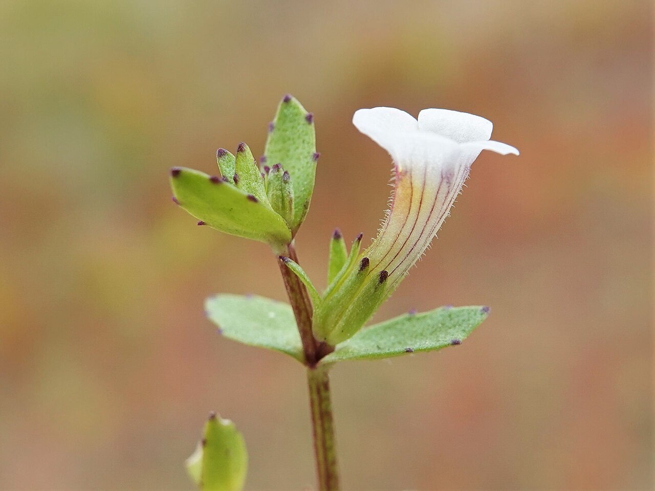 Gratiola sexdentata: Gratiola sexdentata in New Zealand