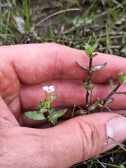 Gratiola sexdentata (Gratiola sexdentata)