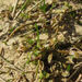 Gratiola sexdentata (Gratiola sexdentata)