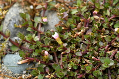 Gratiola sexdentata (Gratiola sexdentata)