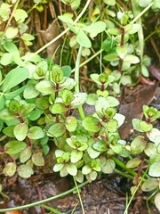 Gratiola sexdentata (Gratiola sexdentata)