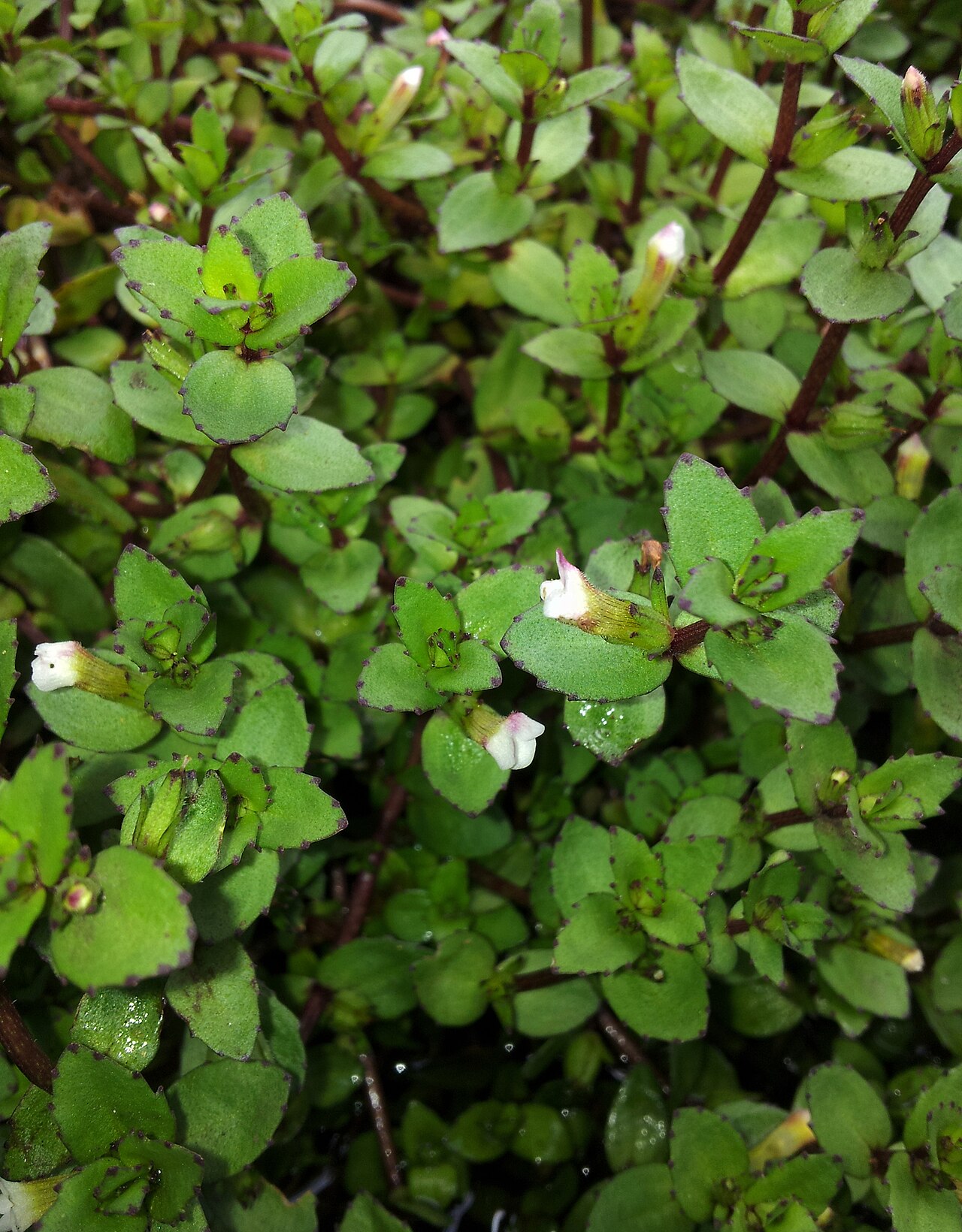 Gratiola sexdentata: Gratiola sexdentata in New Zealand