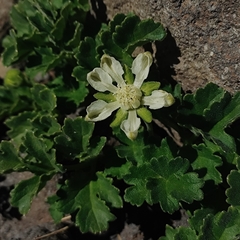 Grausa acaulis (Grausa acaulis)