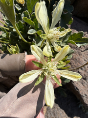Grausa acaulis (Grausa acaulis)