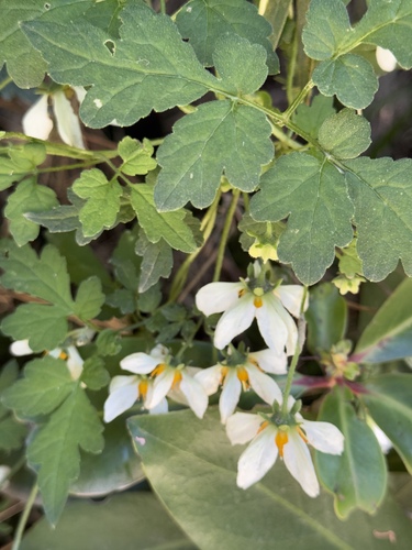 Grausa martini (Grausa martini)