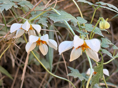 Grausa martini (Grausa martini)