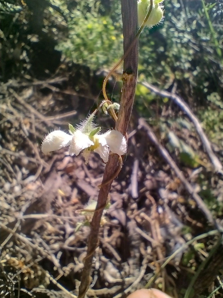 Grausa micrantha (Grausa micrantha)