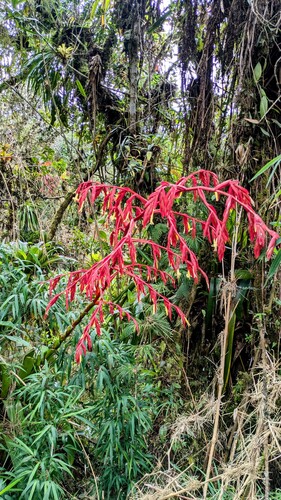 Gregbrownia brownii (Gregbrownia brownii)