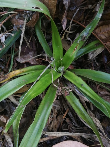 Greigia berteroi (Greigia berteroi)
