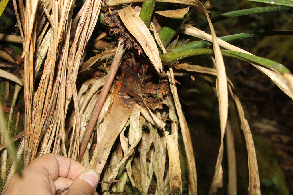 Greigia collina (Greigia collina)