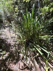 Greigia landbeckii (Greigia landbeckii)