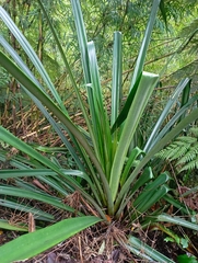 Greigia landbeckii (Greigia landbeckii)