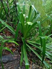 Greigia landbeckii (Greigia landbeckii)
