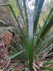 Greigia landbeckii (Greigia landbeckii)